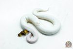 6122 1.0 PINTO PIED