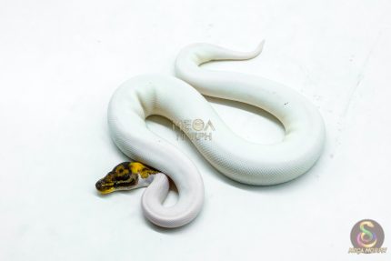 6122 1.0 PINTO PIED