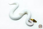 6122 1.0 PINTO PIED - Image 2