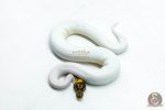 6122 1.0 PINTO PIED - Image 3