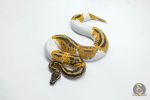 6141 0.1 YELLOW BELLY GENE-X PIED
