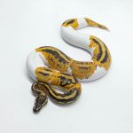 6141 0.1 YELLOW BELLY GENE-X PIED