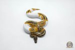 6141 0.1 YELLOW BELLY GENE-X PIED - Image 2
