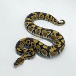 6142 0.1 FIRE CRYPTON