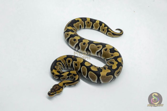 6142-1-1.jpg 6142 0.1 FIRE CRYPTON - Image 1
