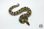 6142 0.1 FIRE CRYPTON - Image 3