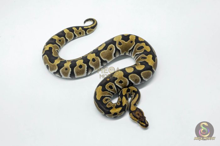 6142-3-1.jpg 6142 0.1 FIRE CRYPTON - Image 3