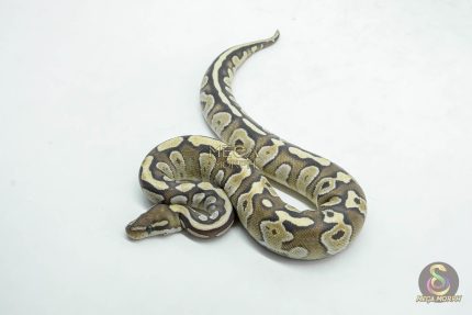 6144 0.1 MOJAVE FIRE HET CLOWN OR CRYPTIC