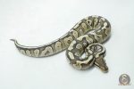 6144 0.1 MOJAVE FIRE HET CLOWN OR CRYPTIC - Image 2