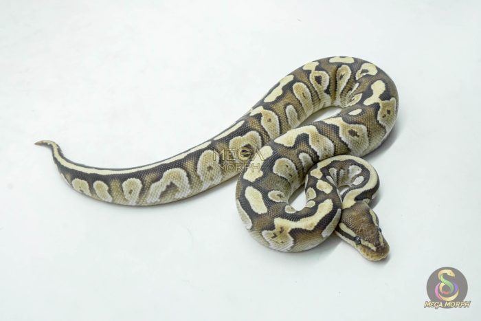 6144-2-1.jpg 6144 0.1 MOJAVE FIRE HET CLOWN OR CRYPTIC - Image 2