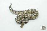 6144 0.1 MOJAVE FIRE HET CLOWN OR CRYPTIC - Image 3