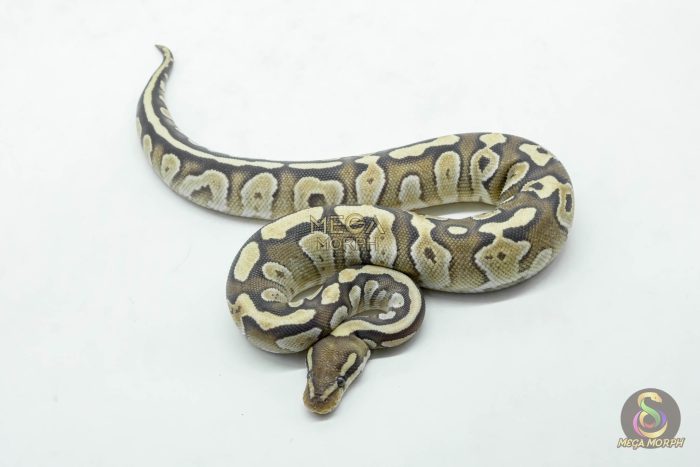 6144-3-1.jpg 6144 0.1 MOJAVE FIRE HET CLOWN OR CRYPTIC - Image 3