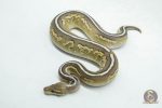 6147 0.1 CINNAMON MOJAVE FIRE HET CLOWN OR CRYPTIC