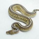 6147 0.1 CINNAMON MOJAVE FIRE HET CLOWN OR CRYPTIC