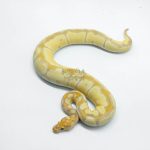 6149 0.1 CORAL GLOW BLADE CLOWN