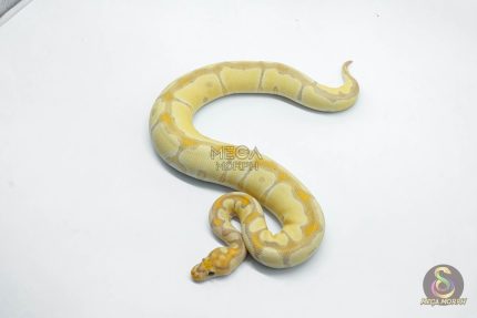 6149 0.1 CORAL GLOW BLADE CLOWN