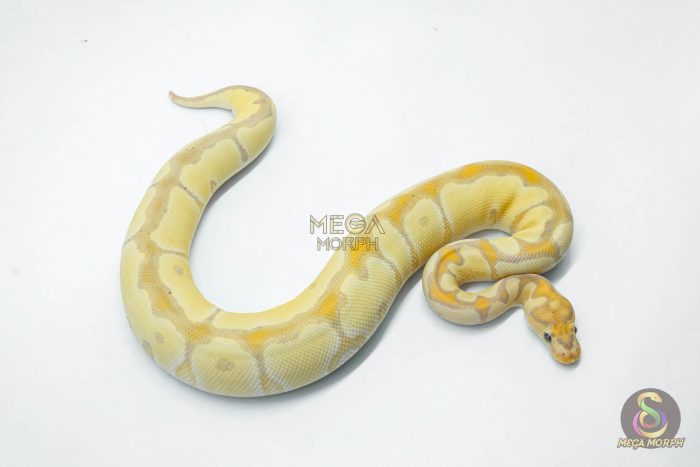 6149-2-1.jpg 6149 0.1 CORAL GLOW BLADE CLOWN - Image 2