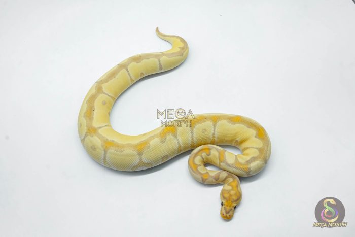 6149-3-1.jpg 6149 0.1 CORAL GLOW BLADE CLOWN - Image 3