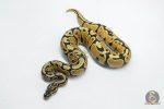 6158 1.0 ORANGE DREAM SPOTNOSE YELLOW BELLY