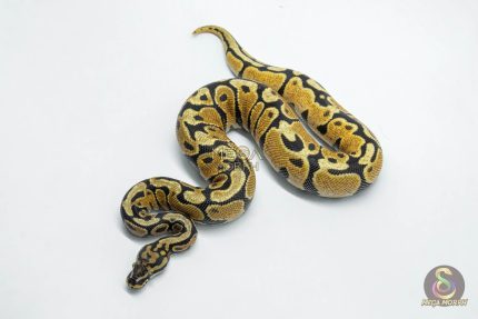 6158 1.0 ORANGE DREAM SPOTNOSE YELLOW BELLY