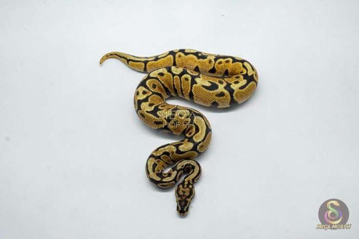 6158-2-1.jpg 6158 1.0 ORANGE DREAM SPOTNOSE YELLOW BELLY - Image 2