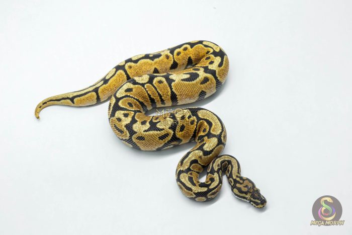 6158-3-1.jpg 6158 1.0 ORANGE DREAM SPOTNOSE YELLOW BELLY - Image 3