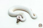 6170 1.0 GHI PINTO PIED