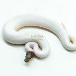 6170 1.0 GHI PINTO PIED