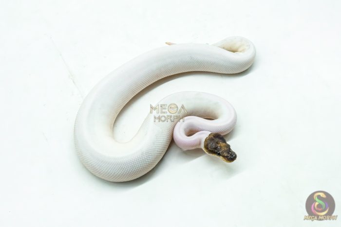 6170 1.0 GHI PINTO PIED - Image 2