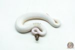 6170 1.0 GHI PINTO PIED - Image 3