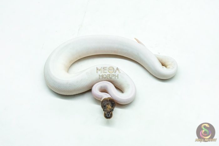 6170 1.0 GHI PINTO PIED - Image 3