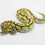 6173 0.1 ORANGE DREAM SPOTNOSE ENCHI BUTTER