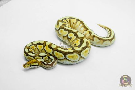 6173 0.1 ORANGE DREAM SPOTNOSE ENCHI BUTTER