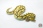 6173 0.1 ORANGE DREAM SPOTNOSE ENCHI BUTTER - Image 2