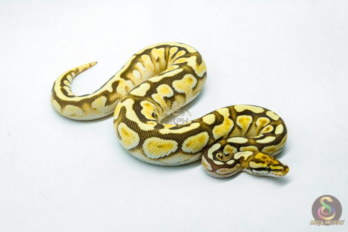 6173-2-1.jpg 6173 0.1 ORANGE DREAM SPOTNOSE ENCHI BUTTER - Image 2