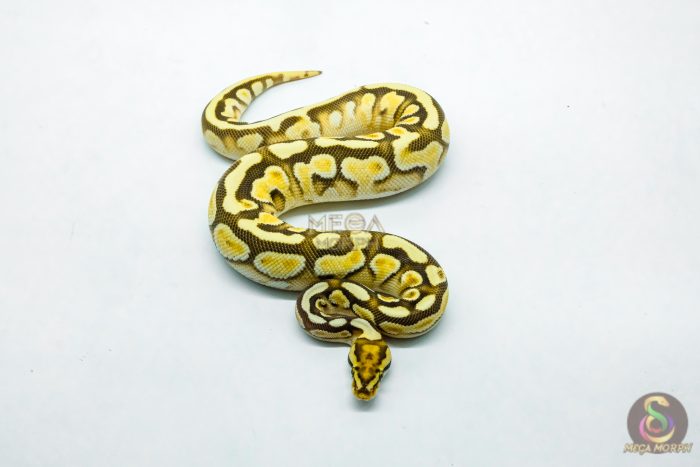 6173-3-1.jpg 6173 0.1 ORANGE DREAM SPOTNOSE ENCHI BUTTER - Image 3