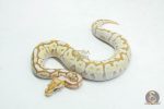 6176 0.1 ORANGE DREAM REDSTRIPE SPOTNOSE BUTTER