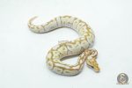 6176 0.1 ORANGE DREAM REDSTRIPE SPOTNOSE BUTTER - Image 2