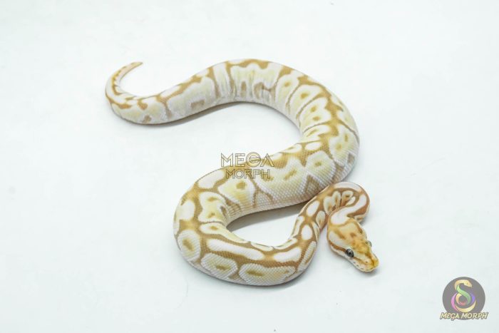 6176-2-1.jpg 6176 0.1 ORANGE DREAM REDSTRIPE SPOTNOSE BUTTER - Image 2