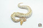 6176 0.1 ORANGE DREAM REDSTRIPE SPOTNOSE BUTTER - Image 3