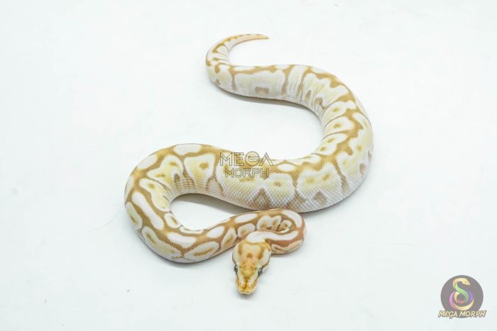 6176-3-1.jpg 6176 0.1 ORANGE DREAM REDSTRIPE SPOTNOSE BUTTER - Image 3