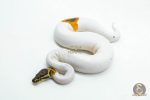 6181 0.1 CINNAMON ENCHI YELLOW BELLY PIED