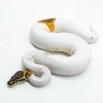 6181 0.1 CINNAMON ENCHI YELLOW BELLY PIED