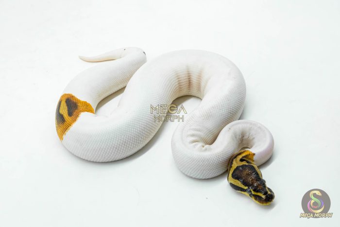 6181-2-1.jpg 6181 0.1 CINNAMON ENCHI YELLOW BELLY PIED - Image 2
