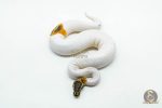 6181 0.1 CINNAMON ENCHI YELLOW BELLY PIED - Image 3