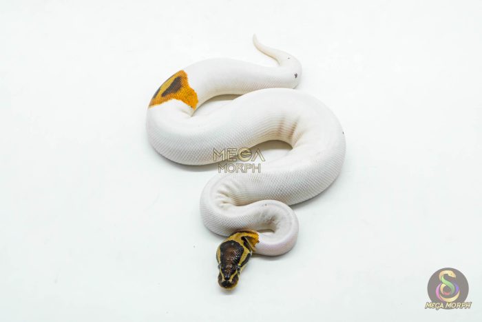 6181-3-1.jpg 6181 0.1 CINNAMON ENCHI YELLOW BELLY PIED - Image 3