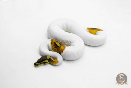 6182 1.0 CINNAMON ENCHI PIED