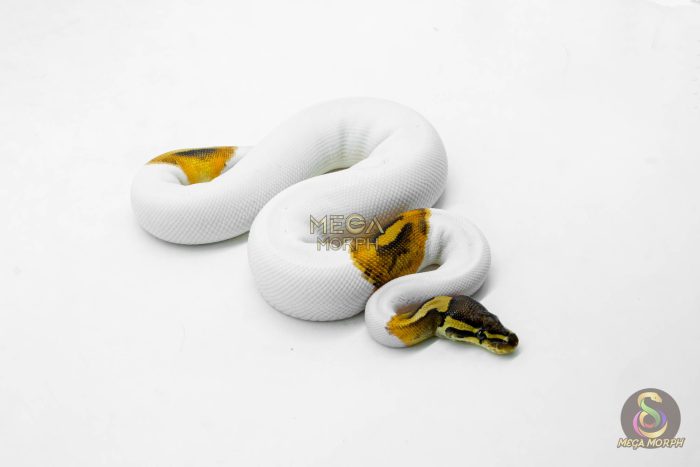 6182-2-1.jpg 6182 1.0 CINNAMON ENCHI PIED - Image 2