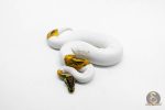 6182 1.0 CINNAMON ENCHI PIED - Image 3