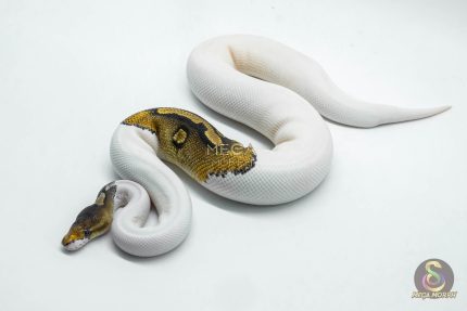 6193 1.0 CINNAMON PINTO PIED PARADOX